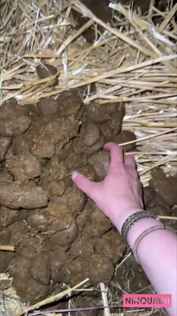 SHITTY SOFT ICE CREAM (HORSE + HUMAN SHIT) UNCENSORED EDITION